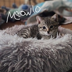 Thumbnail photo of Meowlo #1