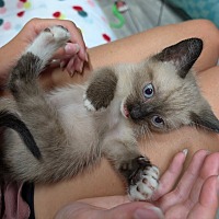 adopt a pet