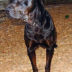 Thumbnail photo of Orpheus ***Canis Panther*** #3