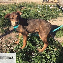 Thumbnail photo of Shylar #2