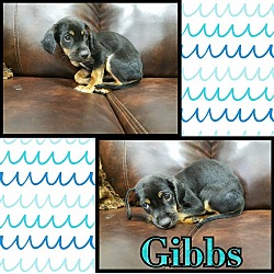 Thumbnail photo of Gibbs #1