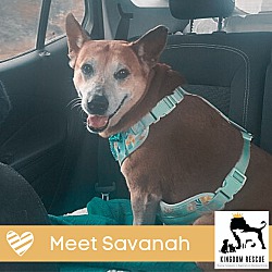 Photo of Savanah