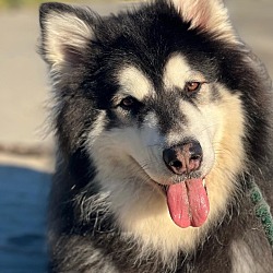 Tan Alaskan Malamute