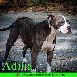 Thumbnail photo of Adilia #2