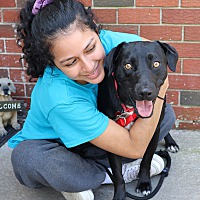 adopt a pet