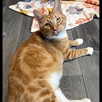 adopt a pet