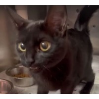 adopt-pet