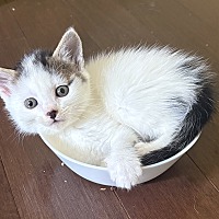 adopt-pet