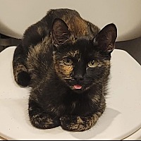 adopt-pet