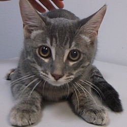 Thumbnail photo of ANITA - sweet kitten from TX! #1