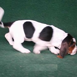 Photo of Basset Hound puppy