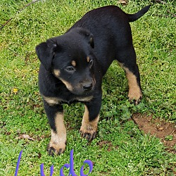Thumbnail photo of Ludo~adopted! #1