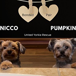 Thumbnail photo of Nicco & Pumpkin #1