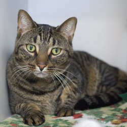 Photo of Cricket (bonded with Jiminy) *front declawed*