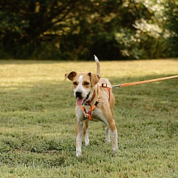 Thumbnail photo of Sailor (Foster-to-Adopt) #2