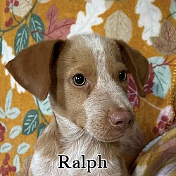 Thumbnail photo of Ralph #1