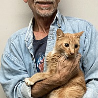 adopt a pet