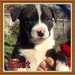Thumbnail photo of Elliott #1