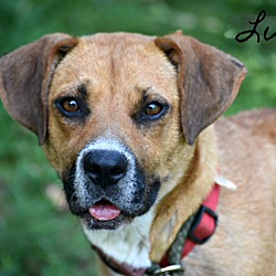Thumbnail photo of Lucy Ann~adopted! #1