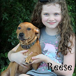 Thumbnail photo of Reese ~ meet me! #1