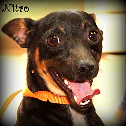Thumbnail photo of Nitro~adopted! #1