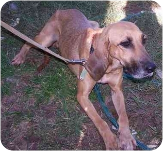 bloodhound plott hound mix