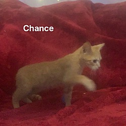 Thumbnail photo of Chance #2