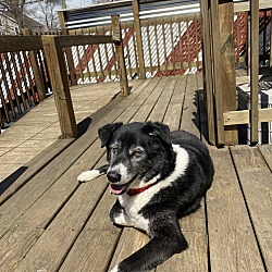 Photo of Diesel 