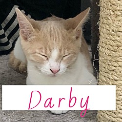 Photo of Darby