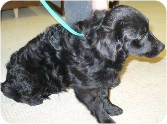 lhasa apso cocker spaniel mix puppies for sale