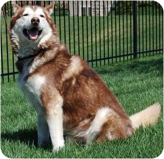 Kansas City, MO - Siberian Husky. Meet Sabre a Pet for ...