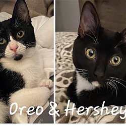 Photo of Oreo & Hershey #bonded-sibs