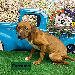Photo of Carmine