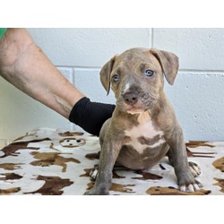 Photo of NEEDS RESCUE OR FOSTER: SAYLOR