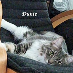 Thumbnail photo of DUKIE #4