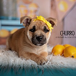 Thumbnail photo of Churro #1