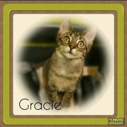 Thumbnail photo of GRACIE #4