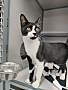 BAXTER - Domestic Shorthair available for adoption