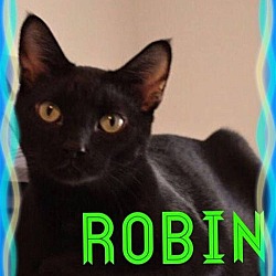 Thumbnail photo of Robin #3