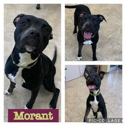 Photo of MORANT