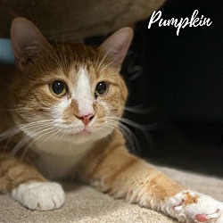Photo of Pumpkin