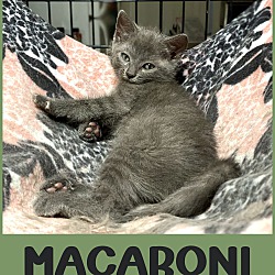 Thumbnail photo of Macaroni #4