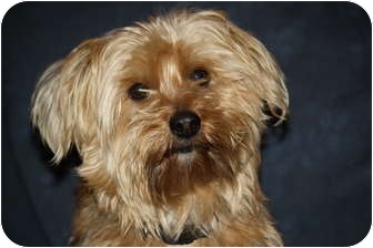 silky terrier poodle mix