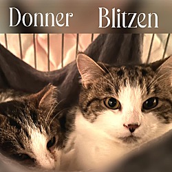 Thumbnail photo of Donner #3