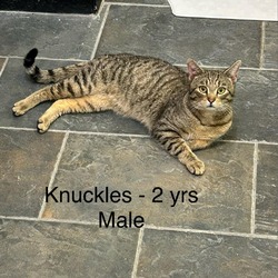 Photo of Knuckles