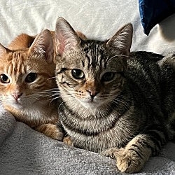 Photo of Ginger and Pickles