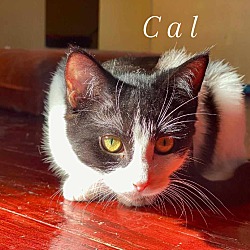 Photo of Cal