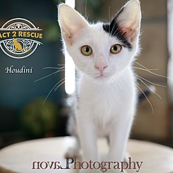 Thumbnail photo of Houdini #2