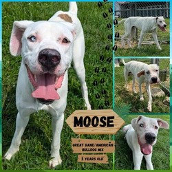 Thumbnail photo of Moose #1