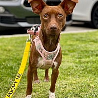 adopt a pet